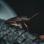 Bedbug Extermination