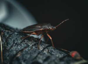 Bedbug Extermination