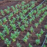 organic agricultural supplies