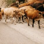 supplier of livestock feed
