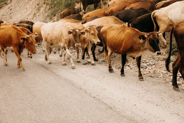 supplier of livestock feed