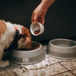 raw dog food delivery
