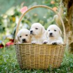 criador cachorros cerca