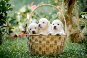 criador cachorros cerca