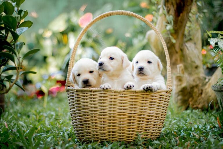 criador cachorros cerca