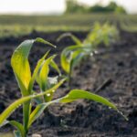 crop insurance