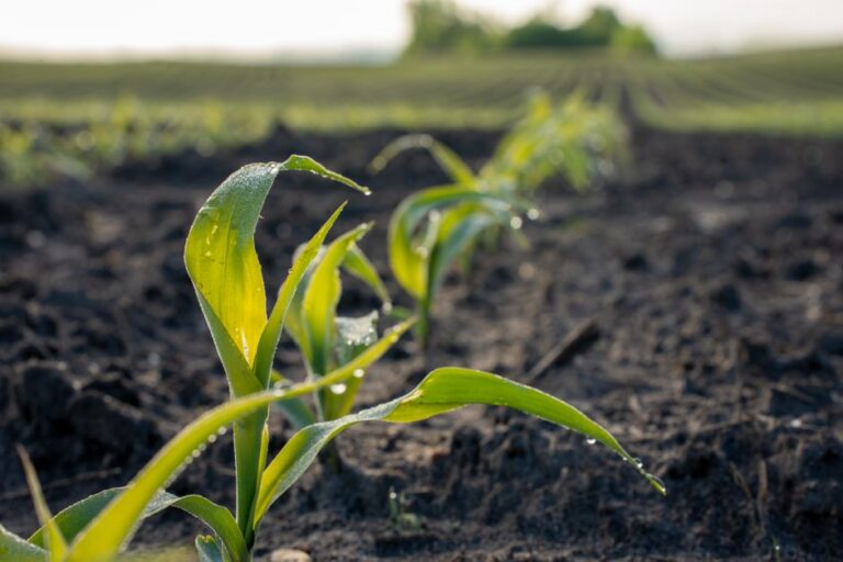 crop insurance