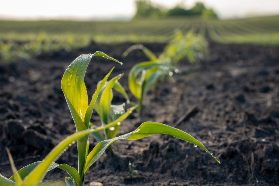 crop insurance