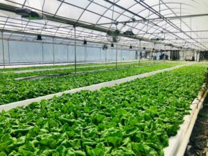 vertical farming technology