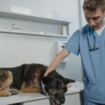 clínica veterinaria reserva