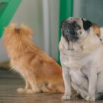 犬の保育園