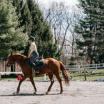 horse riding lessons